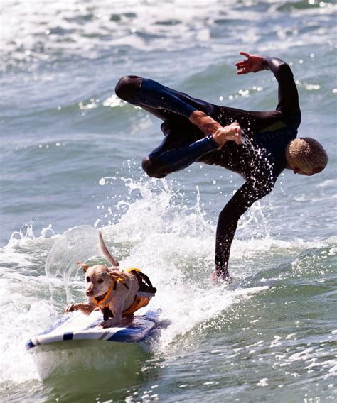 Canine surfers hang ten in Huntington Beach